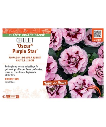 Dianthus caryophyllus Oscar® Purple Star voir Œillet