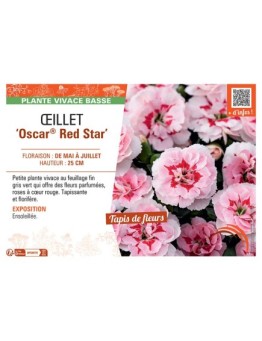 Dianthus caryophyllus Oscar® Red Star voir Œillet