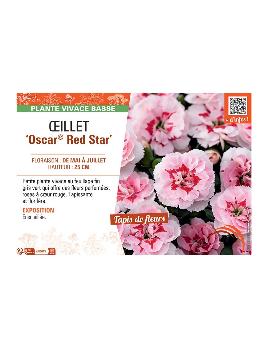 Dianthus caryophyllus Oscar® Red Star voir Œillet