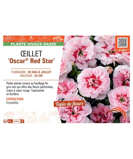 Dianthus caryophyllus Oscar® Red Star voir Œillet