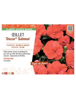 Dianthus caryophyllus Oscar® Salmon voir Œillet