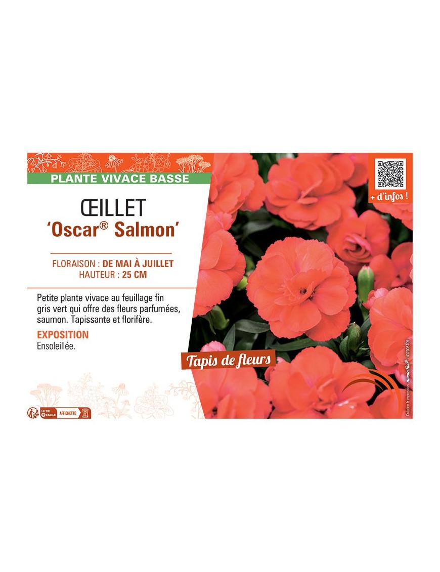 Dianthus caryophyllus Oscar® Salmon voir Œillet