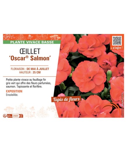 Dianthus caryophyllus Oscar® Salmon voir Œillet