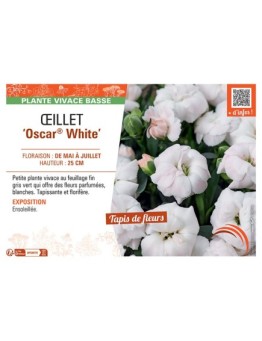 Dianthus caryophyllus Oscar® White voir Œillet