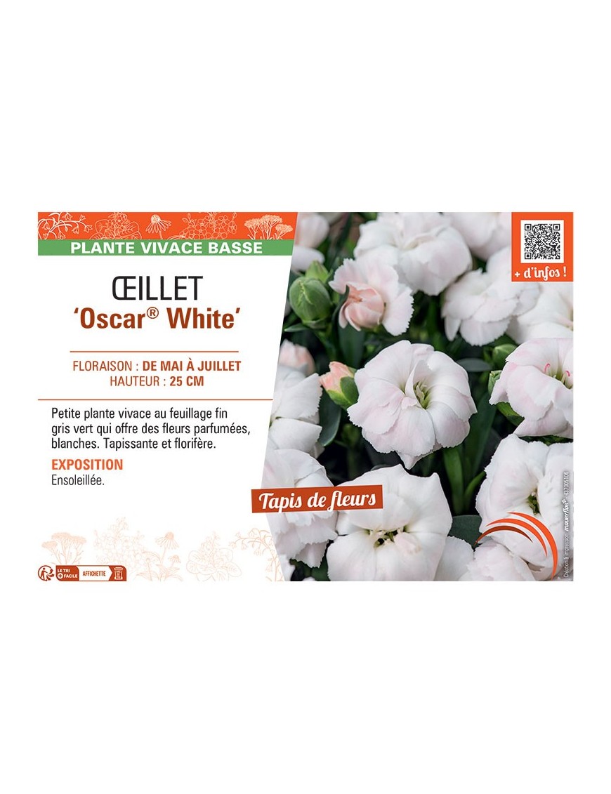 Dianthus caryophyllus Oscar® White voir Œillet