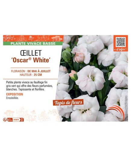 Dianthus caryophyllus Oscar® White voir Œillet