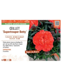 Dianthus caryophyllus Supertrouper Betty voir Œillet