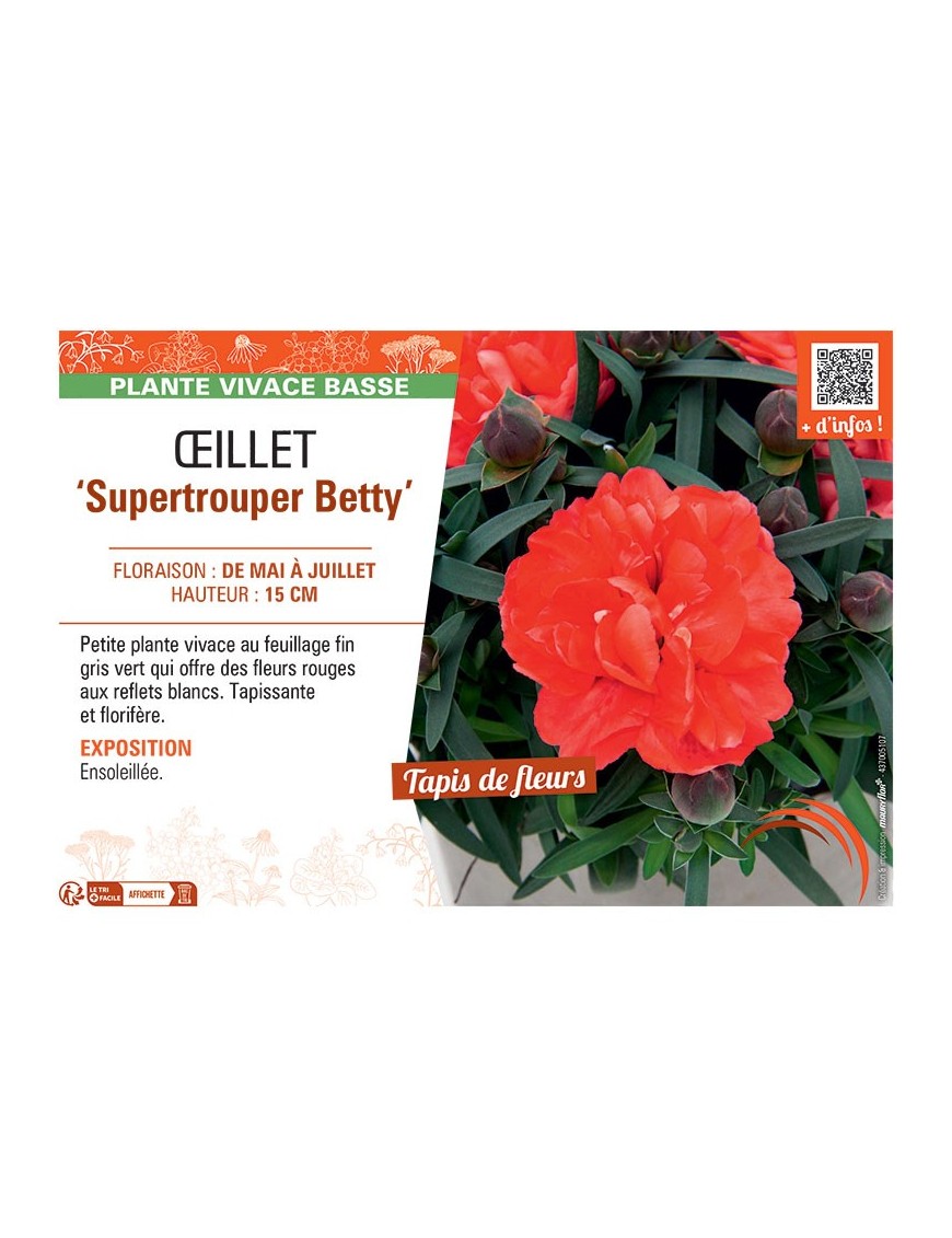 Dianthus caryophyllus Supertrouper Betty voir Œillet