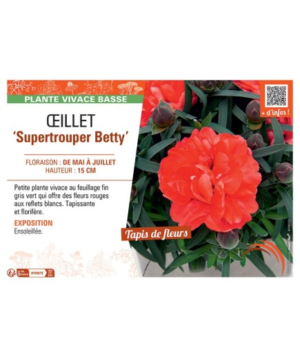 Dianthus caryophyllus Supertrouper Betty voir Œillet
