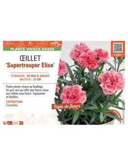Dianthus caryophyllus Supertrouper Elise voir Œillet