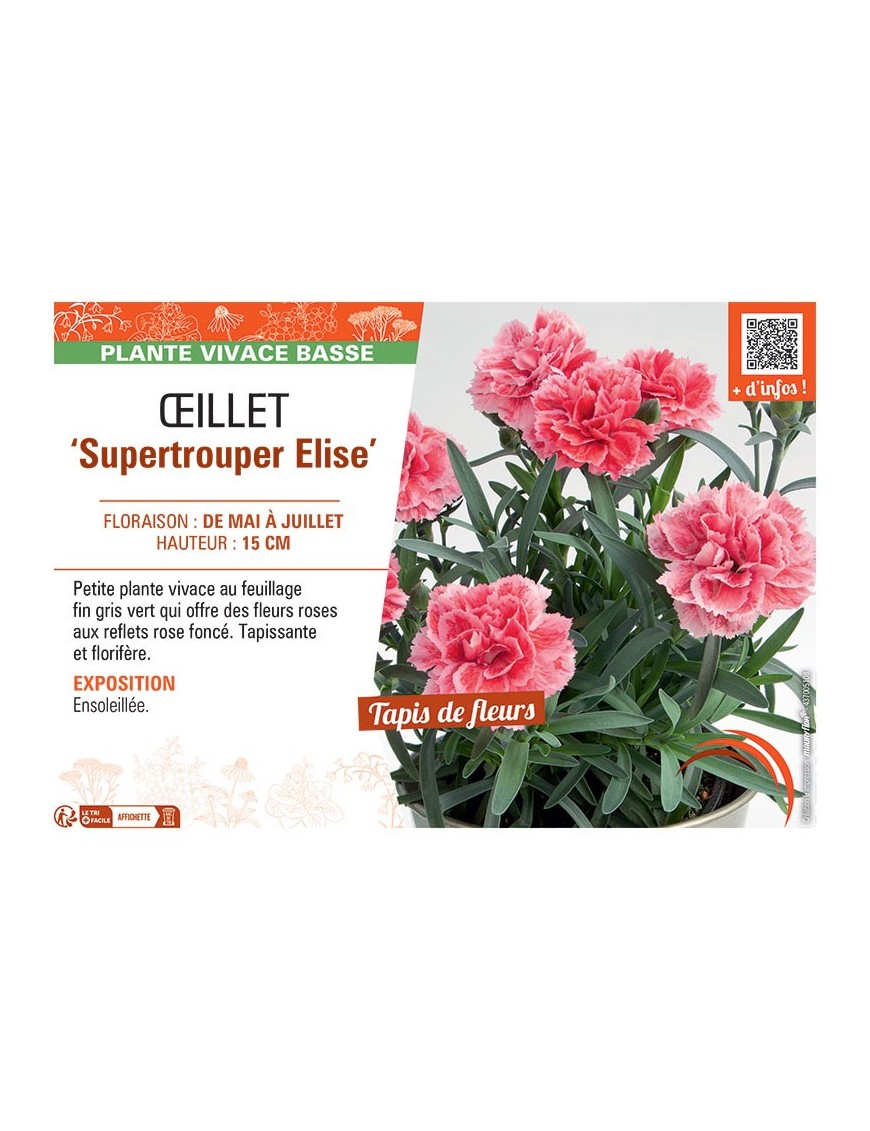Dianthus caryophyllus Supertrouper Elise voir Œillet
