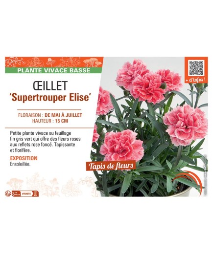 Dianthus caryophyllus Supertrouper Elise voir Œillet