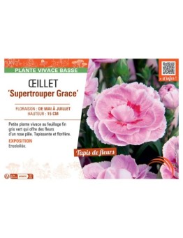 Dianthus caryophyllus Supertrouper Grace voir Œillet