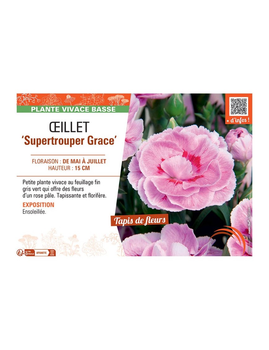 Dianthus caryophyllus Supertrouper Grace voir Œillet