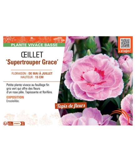 Dianthus caryophyllus Supertrouper Grace voir Œillet