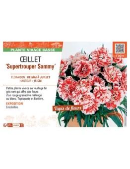 Dianthus caryophyllus Supertrouper Sammy voir Œillet