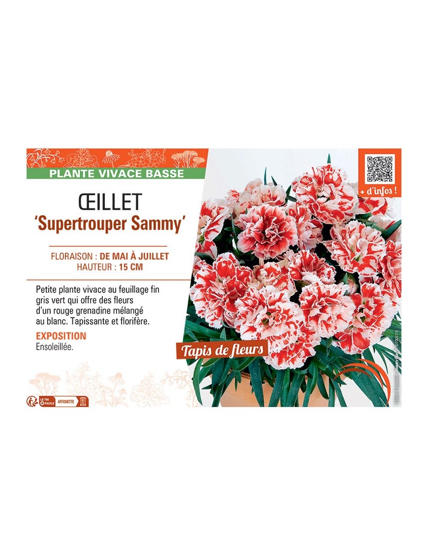 Dianthus caryophyllus Supertrouper Sammy voir Œillet