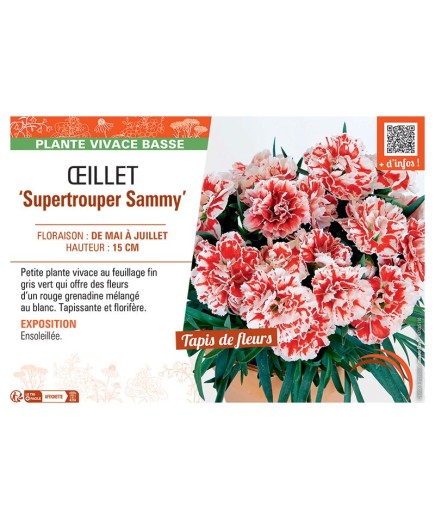 Dianthus caryophyllus Supertrouper Sammy voir Œillet