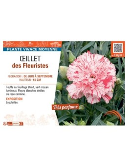Dianthus caryophyllus voir Œillet des fleuristes (blanc strié rose)