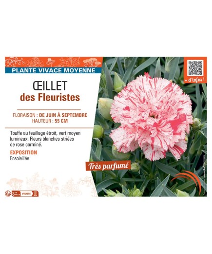 Dianthus caryophyllus voir Œillet des fleuristes (blanc strié rose)