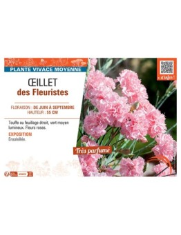 Dianthus caryophyllus voir Œillet des fleuristes (rose)