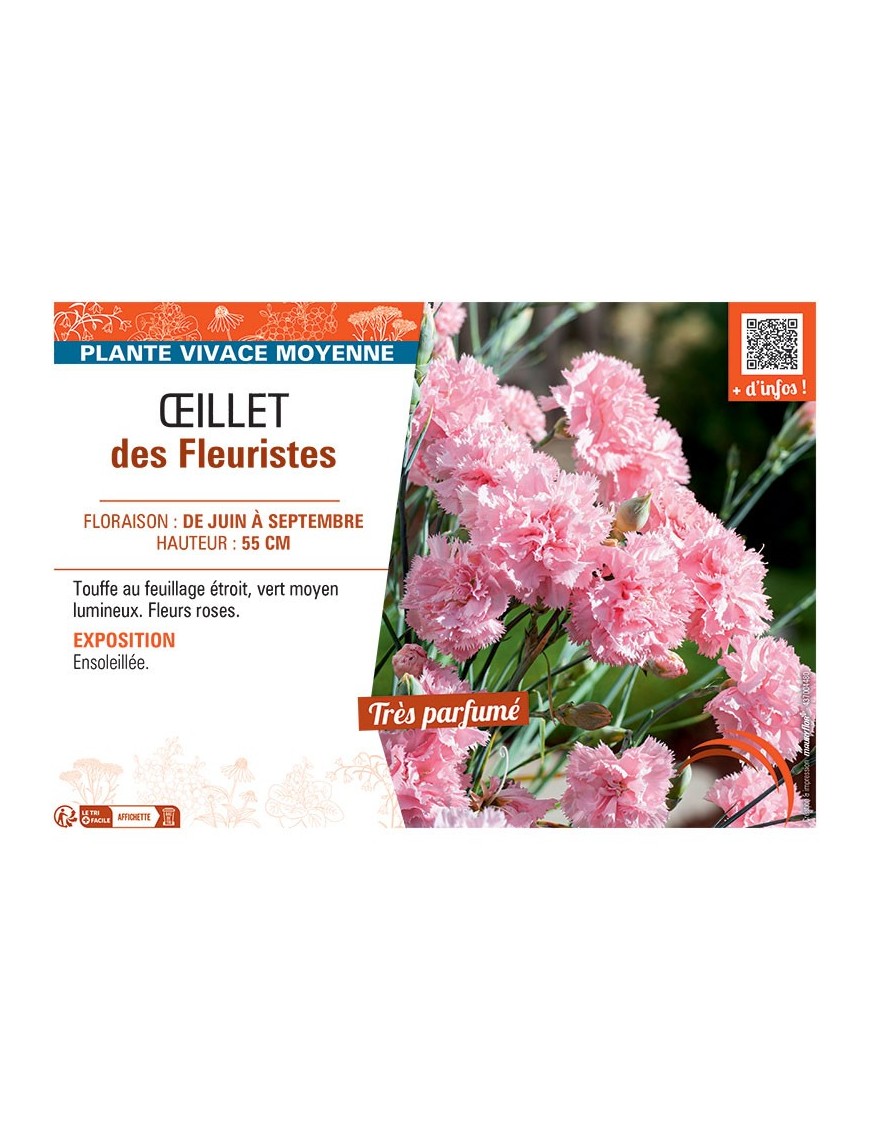 Dianthus caryophyllus voir Œillet des fleuristes (rose)