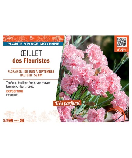 Dianthus caryophyllus voir Œillet des fleuristes (rose)