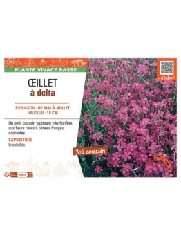 Dianthus deltoides voir Œillet à delta (rose)