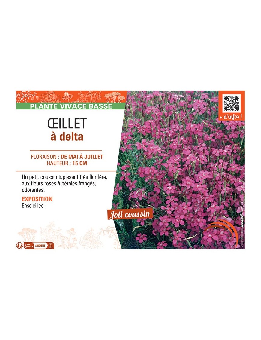 Dianthus deltoides voir Œillet à delta (rose)