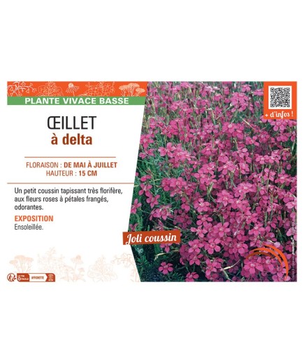 Dianthus deltoides voir Œillet à delta (rose)
