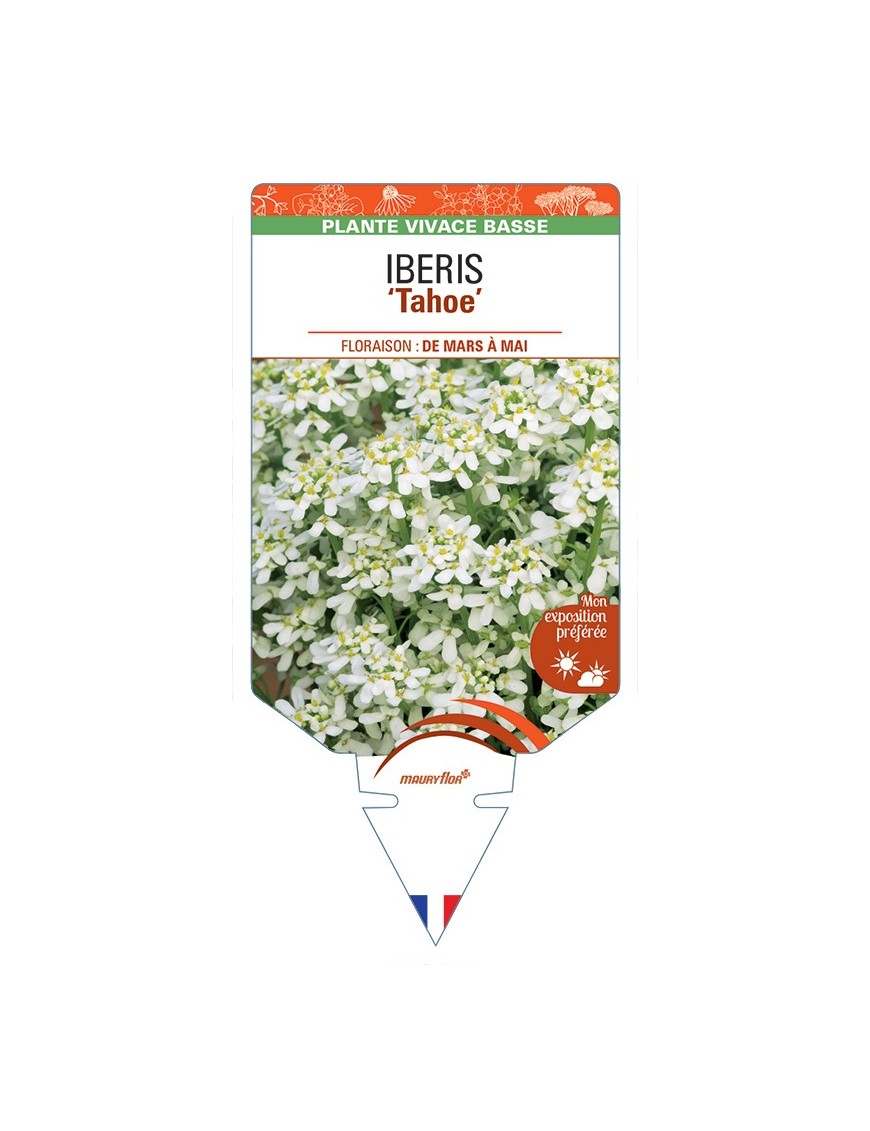 IBERIS (sempervirens) Tahoe