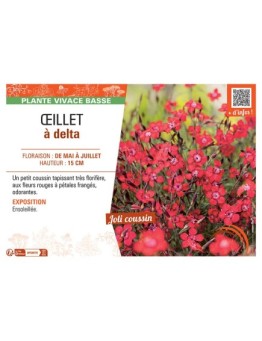 Dianthus deltoides voir Œillet à delta (rouge)