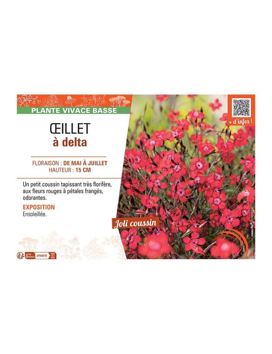 Dianthus deltoides voir Œillet à delta (rouge)