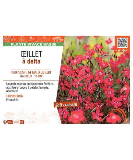 Dianthus deltoides voir Œillet à delta (rouge)