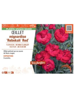 Dianthus plumarius 'Rebekah' red voir Œillet mignardise