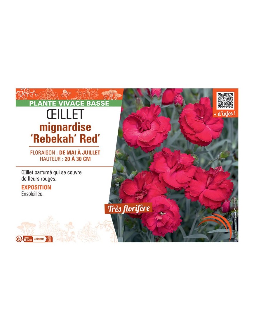 Dianthus plumarius 'Rebekah' red voir Œillet mignardise