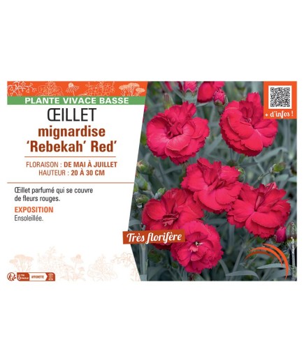 Dianthus plumarius 'Rebekah' red voir Œillet mignardise