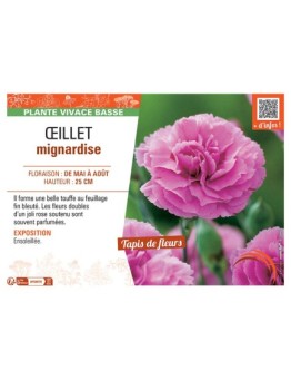 Dianthus plumarius voir Œillet mignardise (rose)
