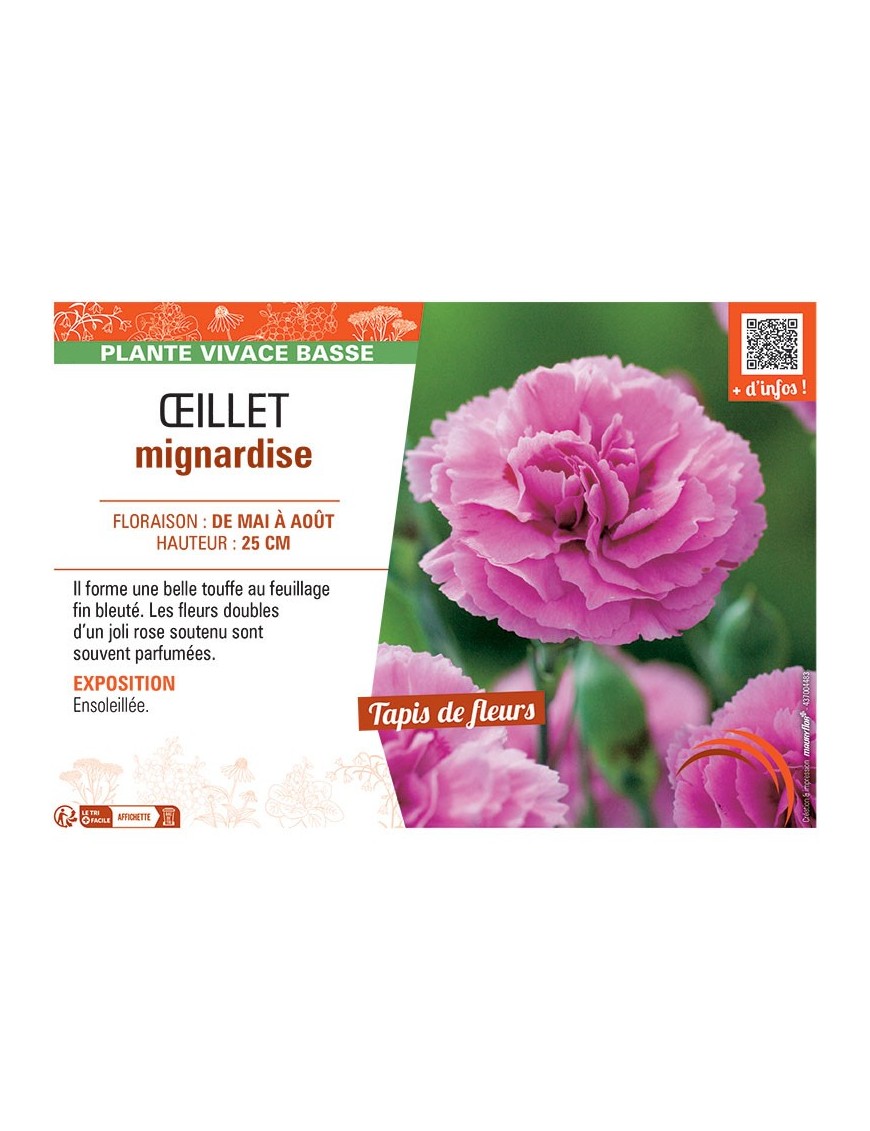 Dianthus plumarius voir Œillet mignardise (rose)