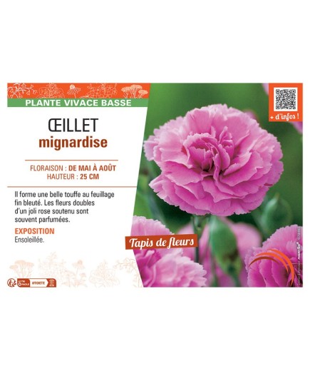 Dianthus plumarius voir Œillet mignardise (rose)