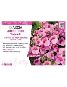 DIASCIA JULIET PINK BALJULINK