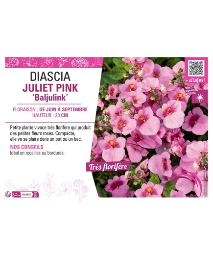 DIASCIA JULIET PINK BALJULINK