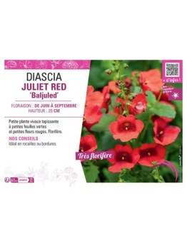 DIASCIA JULIET RED BALJULED