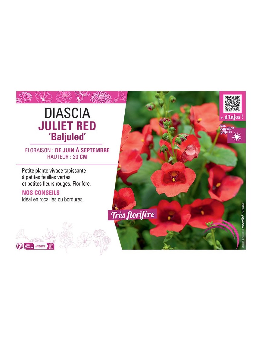 DIASCIA JULIET RED BALJULED