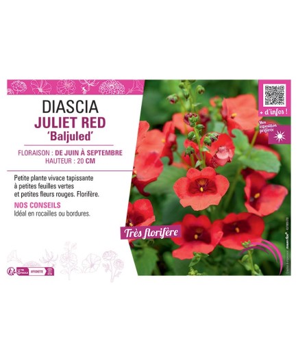 DIASCIA JULIET RED BALJULED