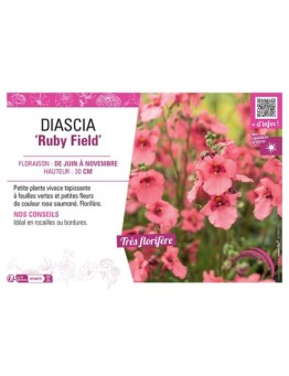DIASCIA RUBY FIELD