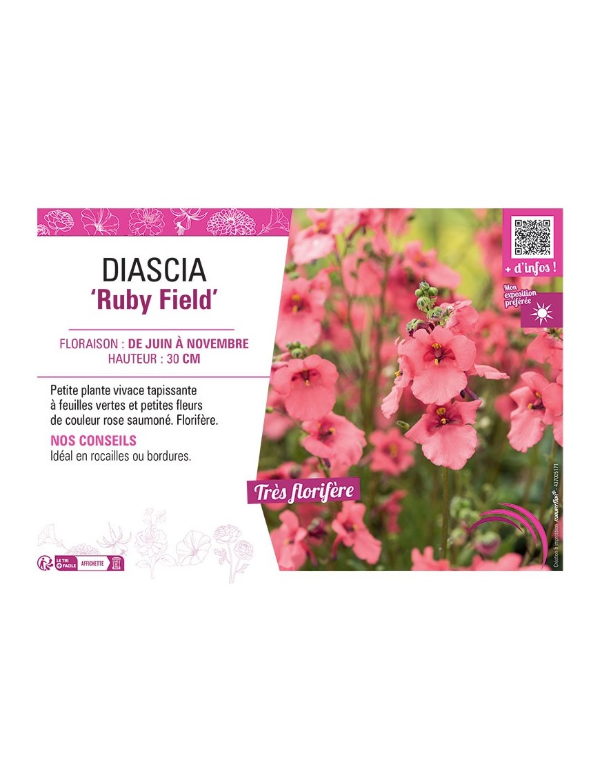 DIASCIA RUBY FIELD