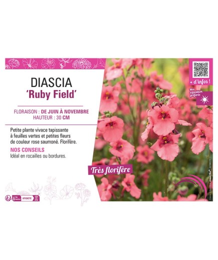 DIASCIA RUBY FIELD