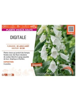 DIGITALE (blanche)