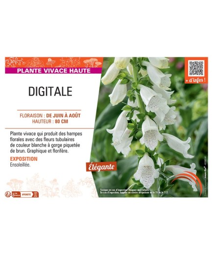 DIGITALE (blanche)